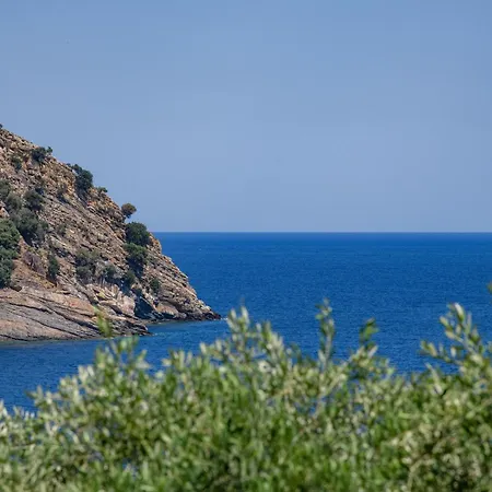 Olea Mare * קואינירה